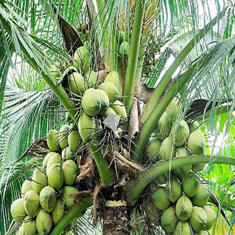 cocos en palma